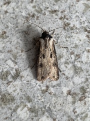 Agrotis malefida