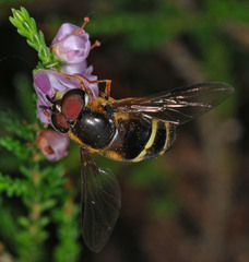 Sericomyia silentis