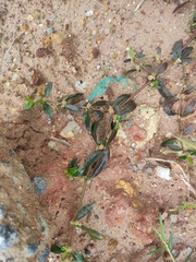 Alternanthera sessilis