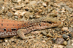 Callopistes maculatus