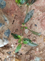 Alternanthera sessilis