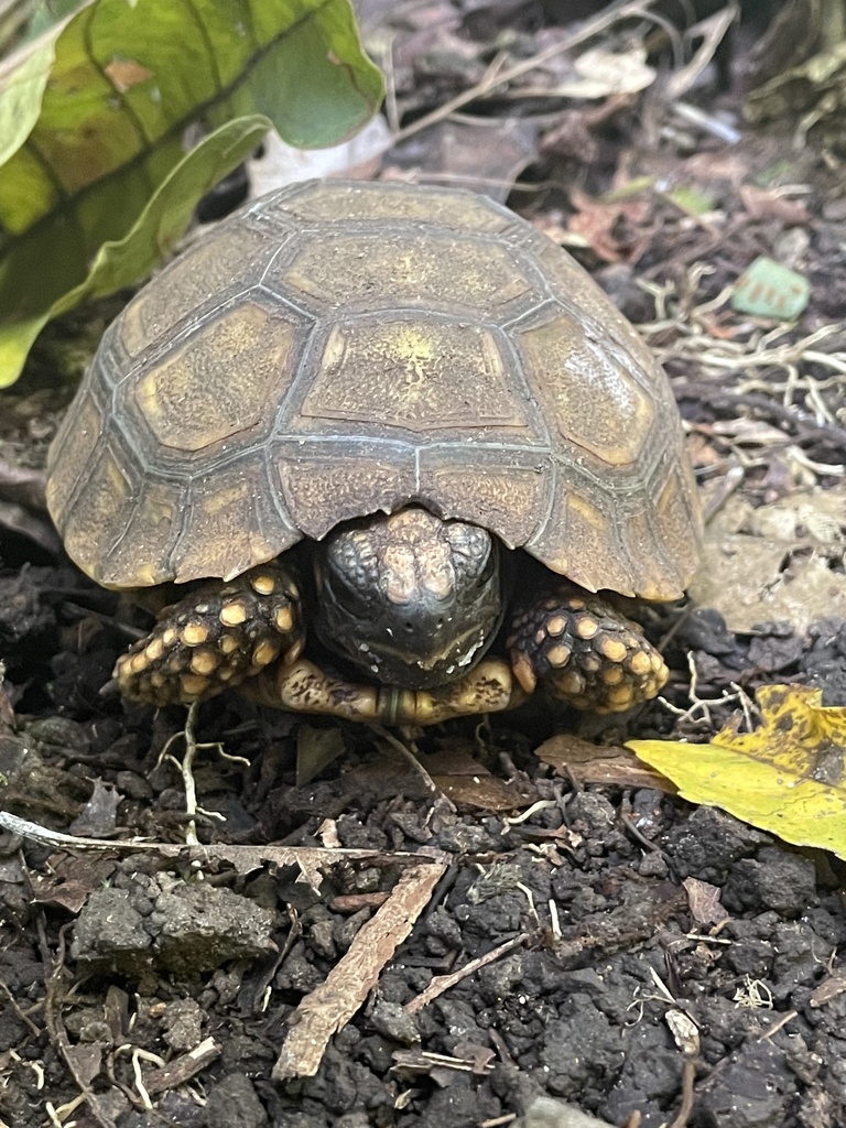 Brazilian Giant Tortoise In January 2023 By Danic1998 · Inaturalist