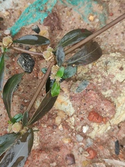 Alternanthera sessilis