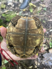 Chelonoidis denticulatus
