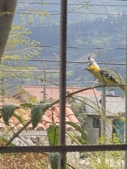 Pheucticus chrysogaster