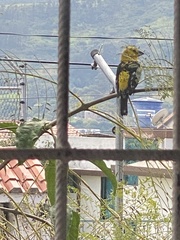 Pheucticus chrysogaster