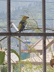 Pheucticus chrysogaster