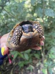 Chelonoidis denticulatus