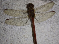 Sympetrum meridionale