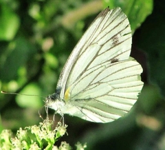 Pieris melete