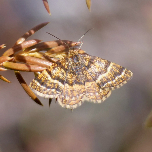 Black-banded Orange Moth