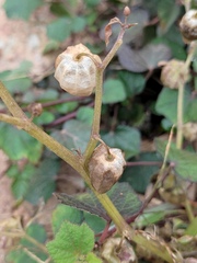 Physalis angulata