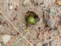 Physalis angulata