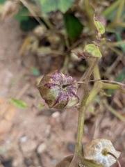 Physalis angulata