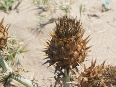 Cynara cardunculus