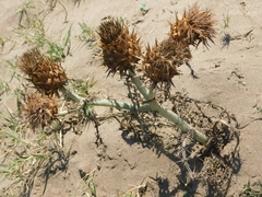 Cynara cardunculus