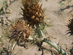 Cynara cardunculus