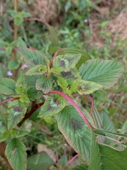 Amaranthus spinosus