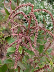 Amaranthus spinosus