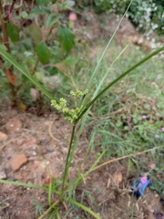 Cyperus surinamensis