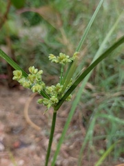Cyperus surinamensis