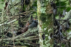 Synallaxis brachyura