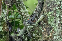 Synallaxis brachyura