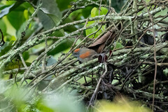 Synallaxis brachyura