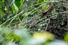 Synallaxis brachyura