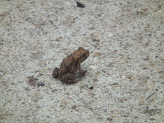 Bufo gargarizans