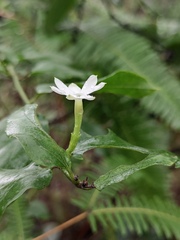 Jasminum elongatum