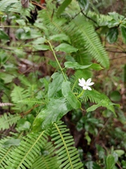 Jasminum elongatum