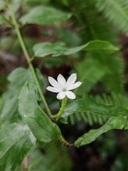 Jasminum elongatum