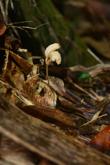 Gastrodia theana