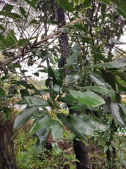 Heptapleurum heptaphyllum