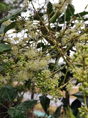 Heptapleurum heptaphyllum