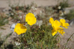 Eschscholzia papastillii