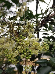 Heptapleurum heptaphyllum