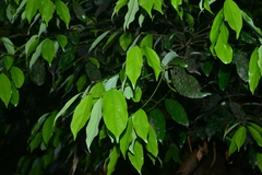 Cryptocarya chinensis