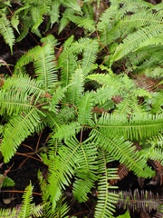 Dicranopteris pedata