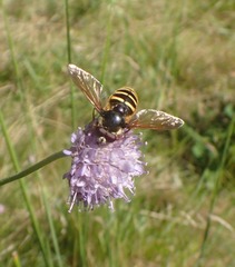 Sericomyia silentis
