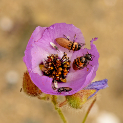 Atacamita
