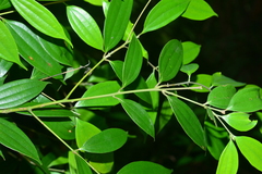 Cinnamomum subavenium