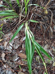 Dianella ensifolia
