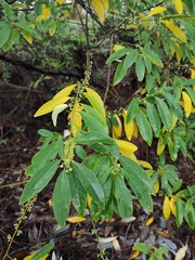 Litsea cubeba