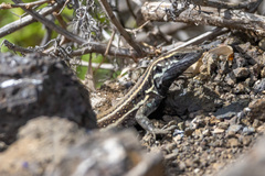 Gallotia caesaris gomerae