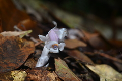 Monotropastrum humile