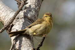 Phylloscopus canariensis