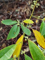Litsea cubeba