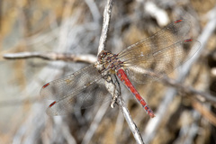 Sympetrum nigrifemur